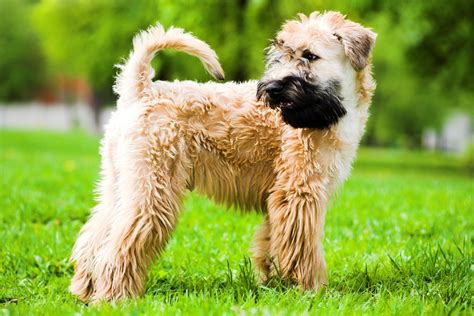 soft coated wheaten terrier health testing|are soft wheaten terriers hypoallergenic.